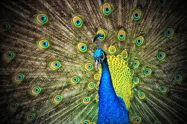 [LOA Tips] – How A Peacock Fixed A Sleepless Night