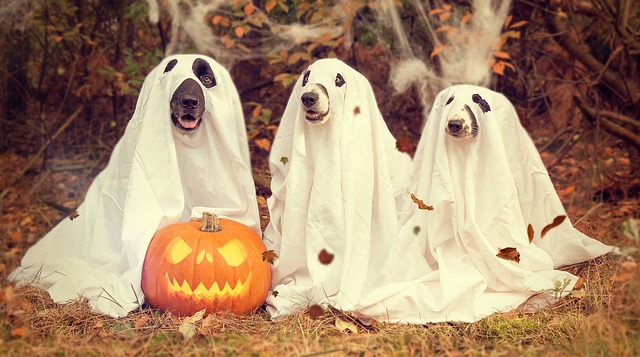 Free Halloween Experiment: Don’t Let Your Money Ghost You!